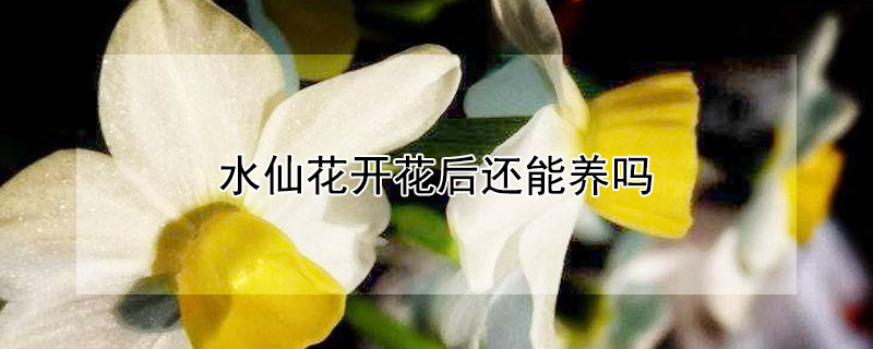 水仙花开花后还能养吗（水仙花开花后还能再开花吗）