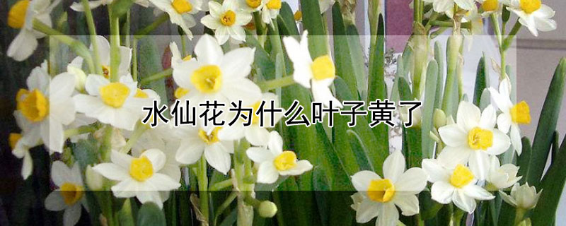 水仙花为什么叶子黄了（水仙花的叶子为什么会变黄）