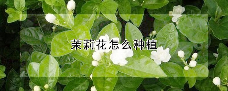 茉莉花怎么种植 茉莉花怎么种植地栽