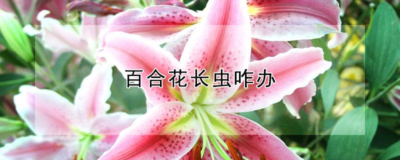 百合花长虫咋办 百合花长虫咋办图片