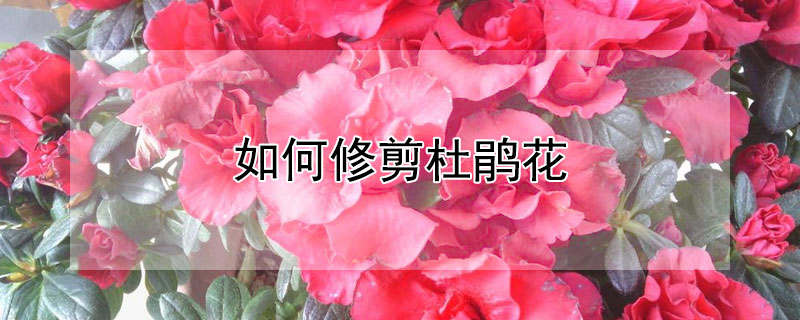 如何修剪杜鹃花（如何修剪杜鹃花根部视频）