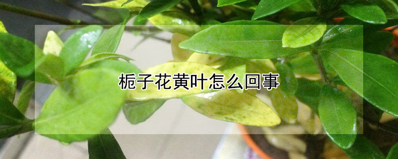 栀子花黄叶怎么回事（栀子花黄叶了怎么办）