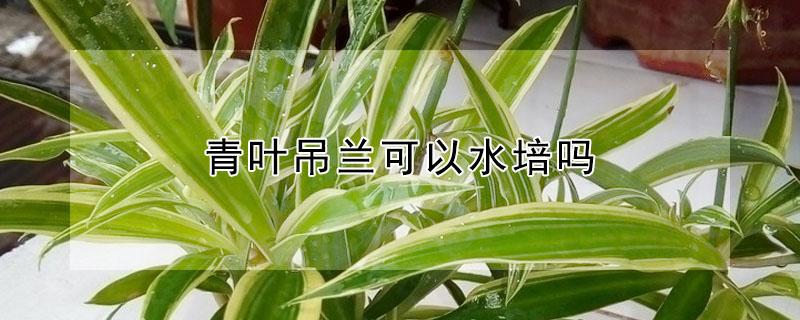 青叶吊兰可以水培吗（青叶吊兰水培方法和注意事项）