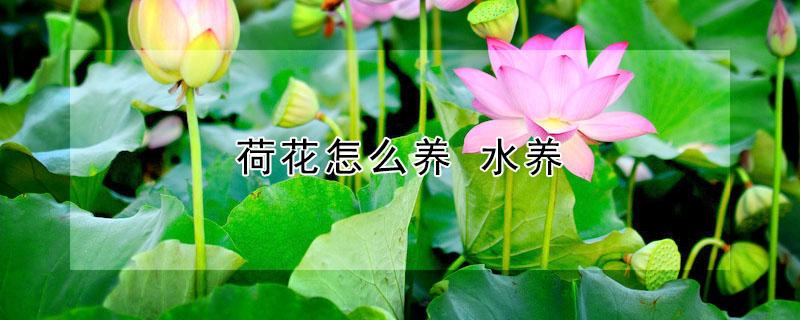 荷花怎么养（盆养荷花怎么养）