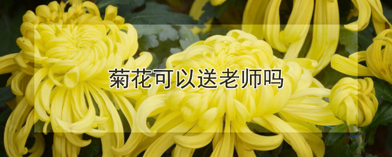 菊花可以送老师吗 菊花可以送老师鲜花禁忌