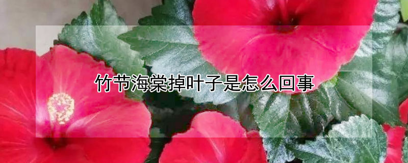 竹节海棠掉叶子是怎么回事 竹节海棠掉叶子成光杆还成活吗