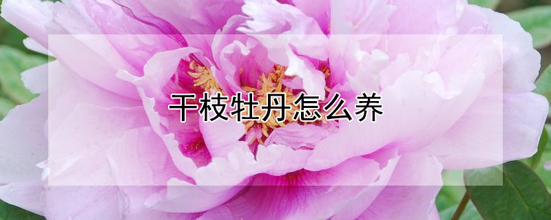 干枝牡丹怎么养（干枝牡丹的养殖方法）