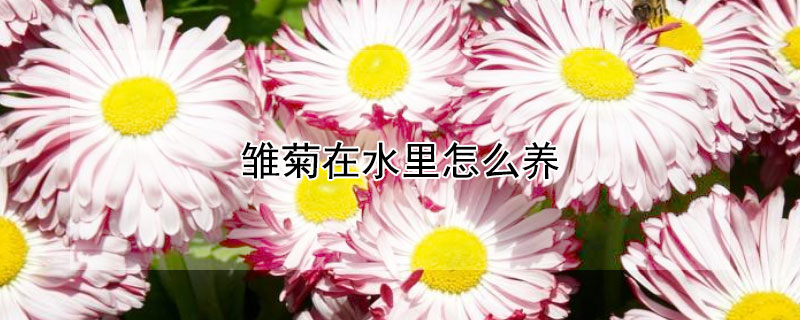 雏菊在水里怎么养（雏菊怎么养在水中）