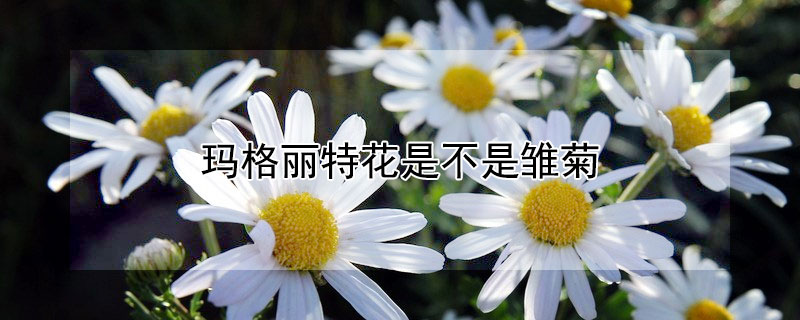 玛格丽特花是不是雏菊（玛格丽特与雏菊的区别图片）