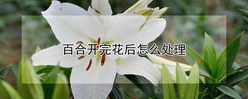 百合开完花后怎么处理（百合开完花后怎么处理种球）