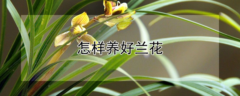 怎样养好兰花 怎样养好兰花盆栽