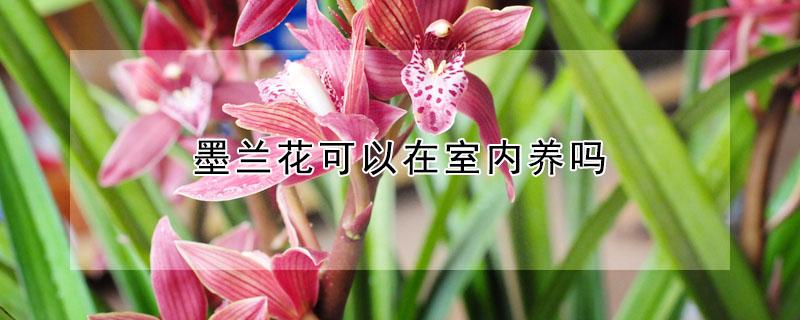 墨兰花可以在室内养吗（墨兰花可以在室内养吗怎么养）