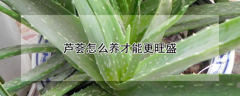 芦荟怎么养才能更旺盛 冬季芦荟怎么养才能更旺盛