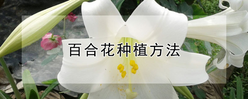 百合花种植方法（百合花种植方法和时间图片）