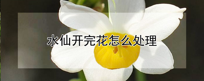 水仙开完花怎么处理 水仙开完花后如何处理