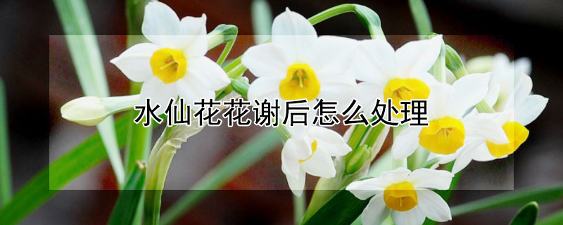 水仙花花谢后怎么处理 水仙花花谢后怎么处理干净