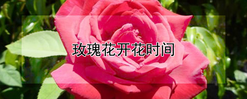 玫瑰花开花时间（玫瑰花开花时间是什么季节）