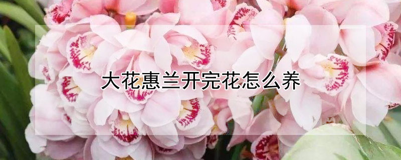 大花惠兰开完花怎么养（大花惠兰开完花后怎么养）