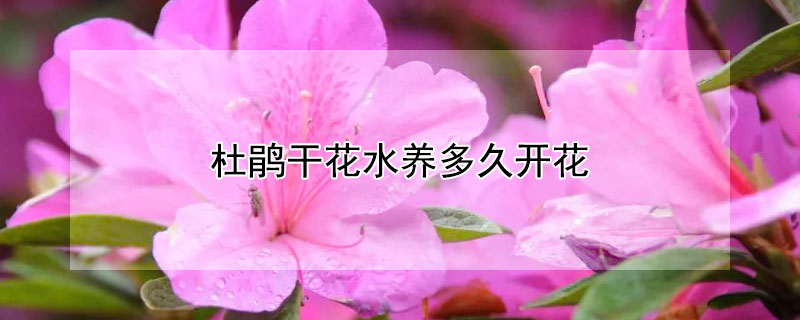 杜鹃干花水养多久开花（干杜鹃花泡水多久开花）