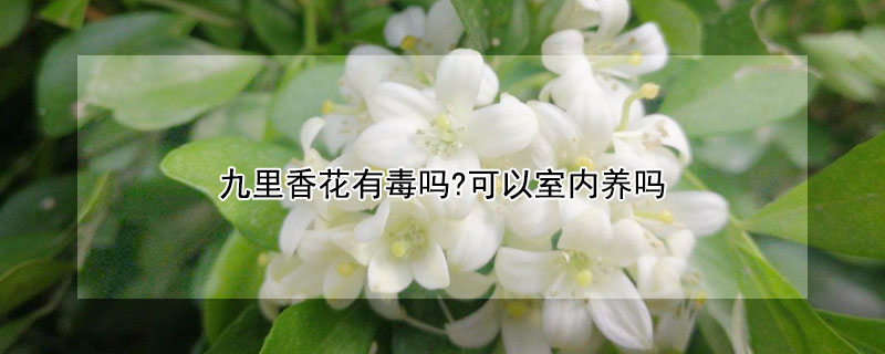 九里香花有毒吗?可以室内养吗 九里香花好养吗?有毒无毒!