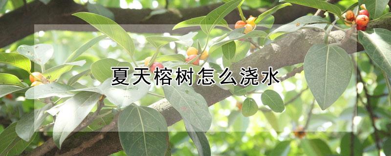 夏天榕树怎么浇水（夏季榕树怎么浇水）