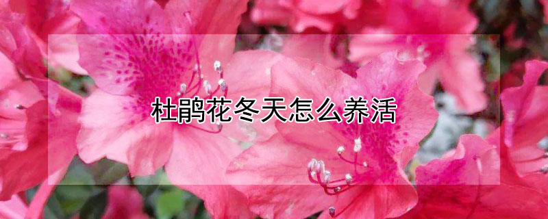 杜鹃花冬天怎么养活（杜鹃花冬天怎么养家庭养法）