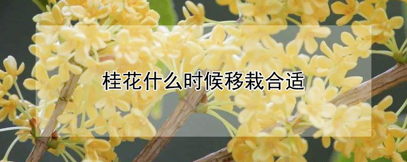 桂花什么时候移栽合适（桂花什么时候移栽合适冬天）