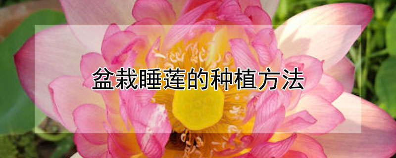 盆栽睡莲的种植方法（盆栽睡莲的种植方法图解）