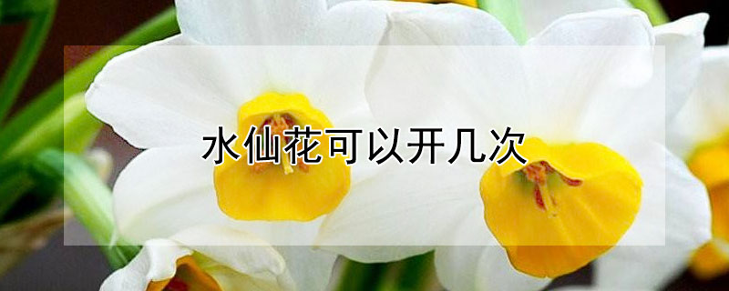 水仙花可以开几次（水仙花能多次开花吗）