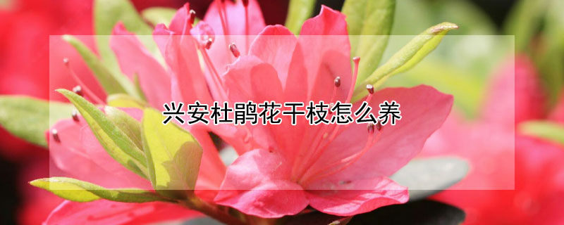 兴安杜鹃花干枝怎么养（兴安杜娟干枝）