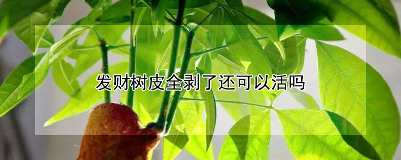 发财树皮全剥了还可以活吗 发财树树皮扒掉能恢复吗