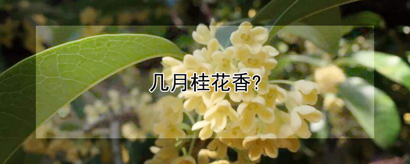 几月桂花香?（几月桂花香飘十里）