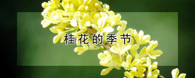 桂花的季节（桂花的季节朋友圈）