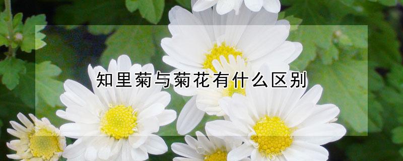 知里菊与菊花有什么区别 知厘菊与知里菊