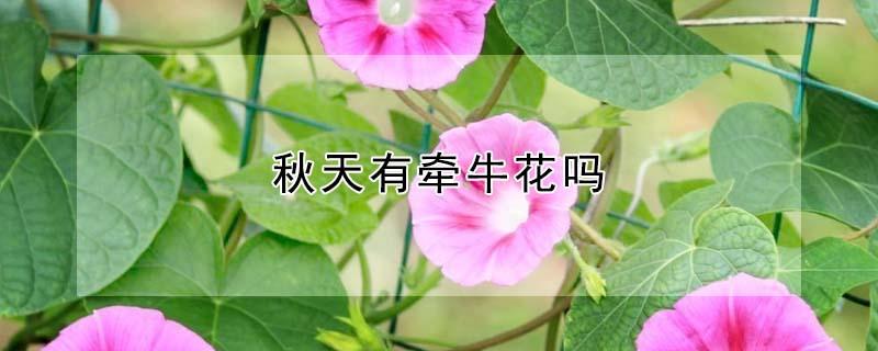 秋天有牵牛花吗（牵牛花哪个季节开）