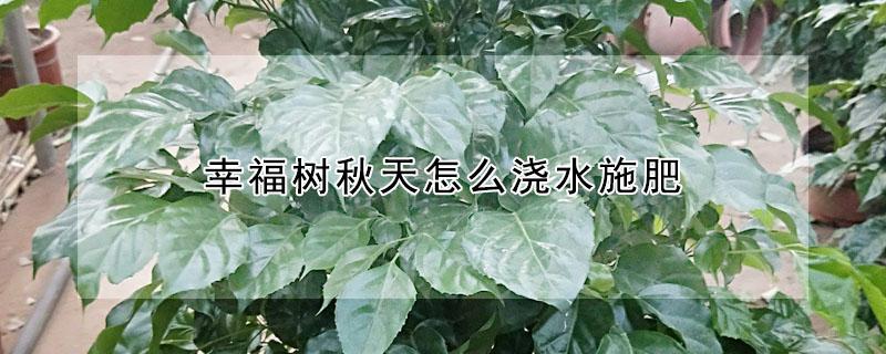 幸福树秋天怎么浇水施肥 幸福树秋季怎么施肥