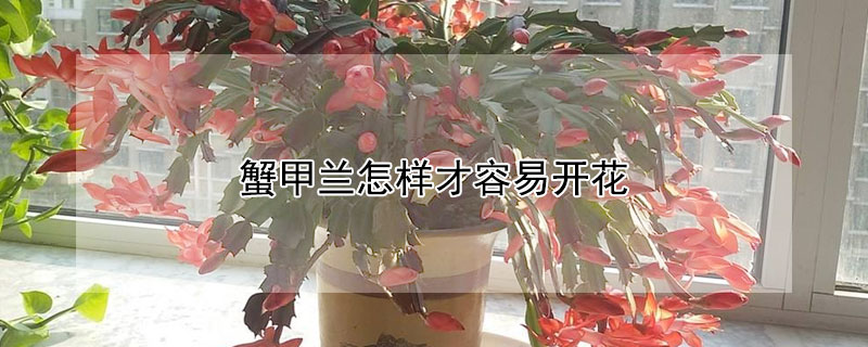 蟹甲兰怎样才容易开花 蟹甲兰怎样才容易开花呢