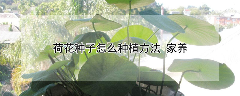 荷花种子怎么种植方法 荷花种子怎么种植方法 家养