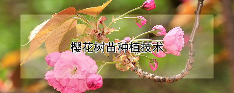 樱花树苗种植技术 樱花树苗栽种方法