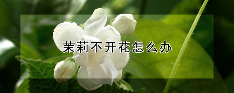 茉莉不开花怎么办 茉莉不开花怎么办视频