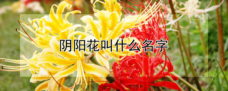 阴阳花叫什么名字（阴阳花叫什么名字呢）