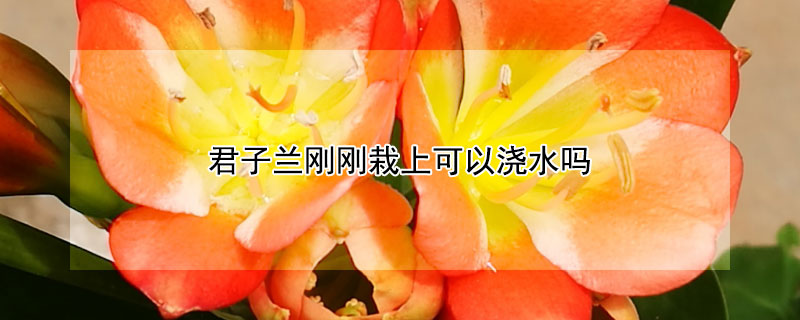 君子兰刚刚栽上可以浇水吗（君子兰刚刚栽上可以浇水吗视频）