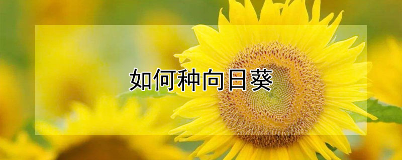 如何种向日葵（如何种向日葵视频）