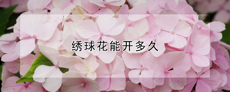 绣球花能开多久 绣球花什么时候种