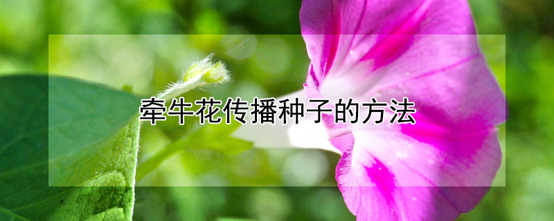 牵牛花传播种子的方法 牵牛花传播种子的方法怎么写