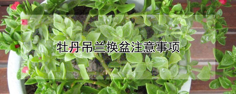 牡丹吊兰换盆注意事项 牡丹吊兰的移植