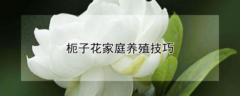 枙子花家庭养殖技巧 枙子花的养殖方法和注意事项