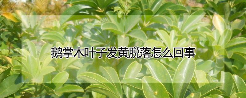 鹅掌木叶子发黄脱落怎么回事（鹅掌木叶子发黄脱落怎么回事啊）