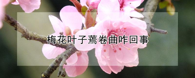 梅花叶子蔫卷曲咋回事 梅花叶子卷了是怎么回事