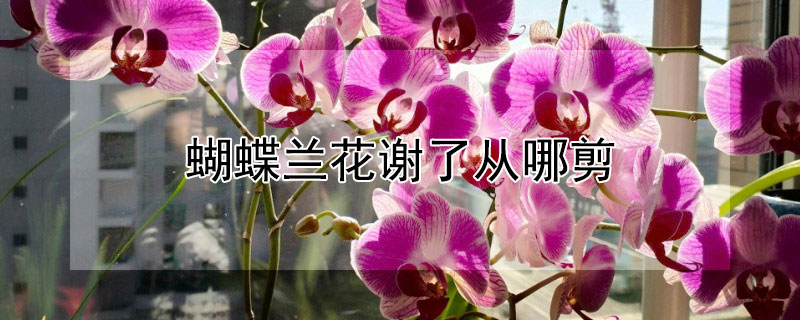 蝴蝶兰花谢了从哪剪 蝴蝶兰花谢了从哪剪枝好